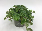 Kamerplant van Botanicly – Vetkruid – Hoogte: 10 cm – Sedum Makinoi