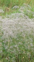 6 x Gypsophila pan. 'Schneeflocke' - Gipskruid in pot 9 x 9 cm