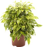 Treurvijg Ficus benjamina 'Kinky' - Kamerplant