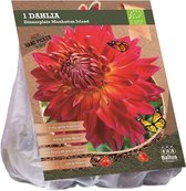 Baltus BIO Dahlia Dinnerplate Manhattan Island bloembol per 1 stuks