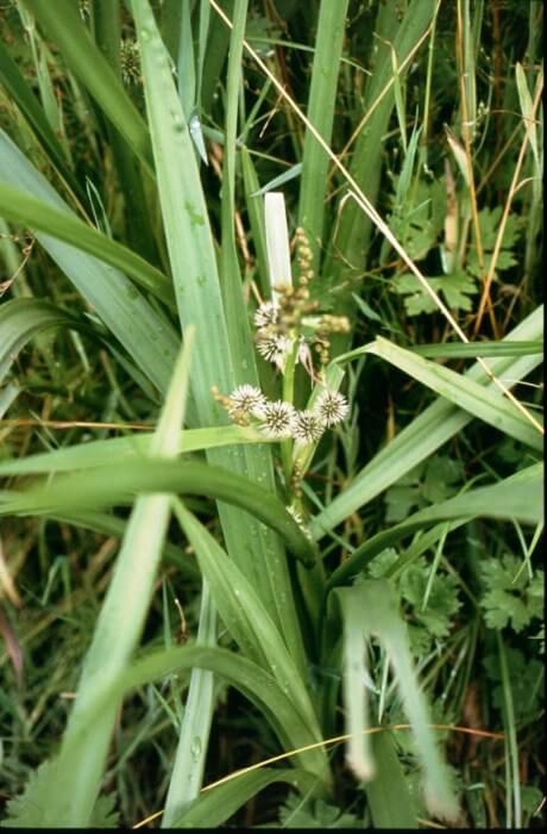 Grote Egelskop (Sparganium erectum) - Vijverplant - 3 losse planten - Om zelf op te potten - Vijverplanten Webshop