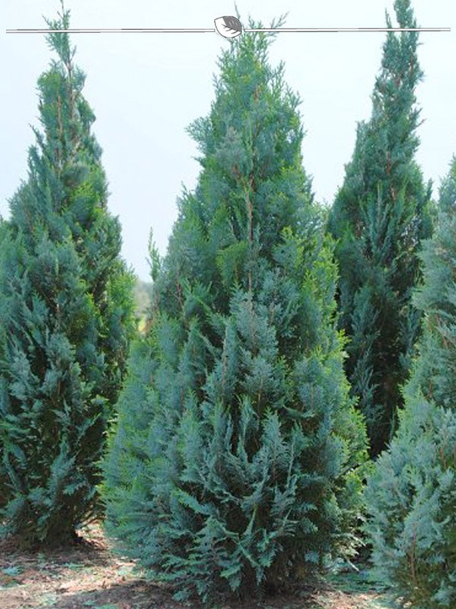 Blauwe Californische Cypres Chamaecyparis Columnaris 60-80 cm, 10x Haagplant
