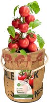 Superwaste-kweektuin-kweekset-tomaat-tomaten-tuinieren-lente-moestuin-verjaardag-moederdag-vaderdag-kids-pasen