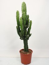 Cactus van Botanicly – Cactus – Hoogte: 80 cm – Euphorbia Eritrea
