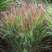 4 x Panicum virgatum Shenandoah - Vingergras in C2 pot met hoogte 10-20cm