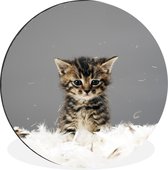 WallCircle - Wandcirkel - Muurcirkel - Kat - Kitten - Veren - Aluminium - Dibond - ⌀ 30 cm - Binnen en Buiten