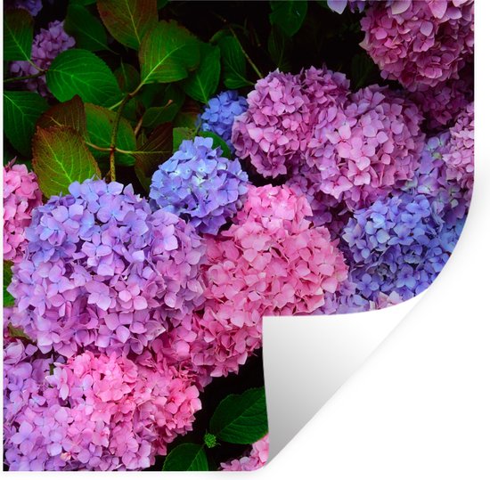 Muurstickers - Sticker Folie - Roze en blauwe hortensia - 30x30 cm - Plakfolie - Muurstickers Kinderkamer - Zelfklevend Behang