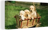 Canvas Schilderij Drie schattige Golden Retriever puppy's in een kar - 80x40 cm - Wanddecoratie