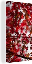 Canvas Schilderij Rode bladeren van een Japanse esdoorn - 20x40 cm - Wanddecoratie