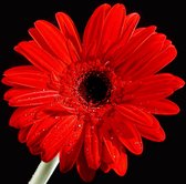 Dibond - Bloem - Gerbera in rood / wit / zwart - 120 x 120 cm.