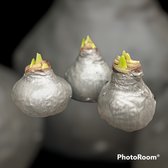 3 x Wax Amaryllis | Zilver | grote bol | meerdere bloemstelen | Gardenlovers