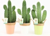 Cactussen van Botanicly – 3 × Schijfcactus – Hoogte: 30 cm – Opuntia