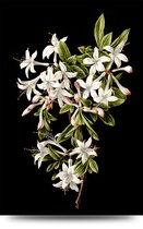 Maison de France - Glas Botanische bloemen -1 - plexiglas - 60 x 90 cm