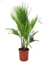 Plant in a Box - Washingtonia Robusta - Mexicaanse Waaierpalm - Tropische palmboom - Pot ⌀21 cm - Hoogte ↕ 70-90cm