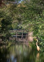 Ansichtkaarten Grote Zilverreiger nr 303B