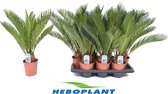 Kamerplant van Botanicly – Varenpalm – Hoogte: 50 cm – Cycas Revoluta