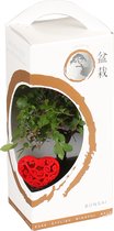 Bonsai van Botanicly – Bonsai Mix – Hoogte: 33 cm