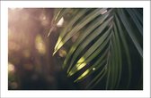 Walljar - Palm Leaf - Muurdecoratie - Poster met lijst