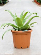 Plantenwinkel Aloe Maculata 65 cm kamerplant