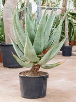 Aloe Marlothii S 120 cm kamerplant
