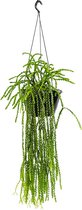 Plantenwinkel Huperzia Nummulariifolia 50 cm hangplant