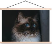 Poster textielposter Ragdoll chat aux beaux yeux bleus 120x80 cm