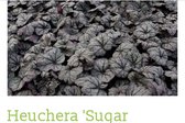 6 x Heuchera hybr. 'Sugar Plum'®- Purperklokje in pot 9 x 9 cm