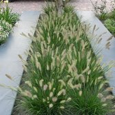 12 x Pennisetum 'Little Bunny' - Lampenpoetsersgras in C2 pot met hoogte 10-20cm