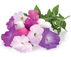 Click and Grow Smart Garden - Petunia