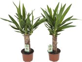 Fargesia Rufa (Bamboe) - Geen pot - Hoogte ↕ 60cm - Pot ∅ 19cm