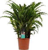 Calathea Network met Elho pot - Antraciet - Hoogte ↕ 50cm - Pot ∅ 17cm