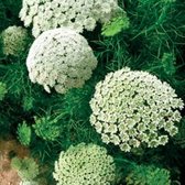 Lakshmi - Amni Visnaga - 2 ml - etherische olie