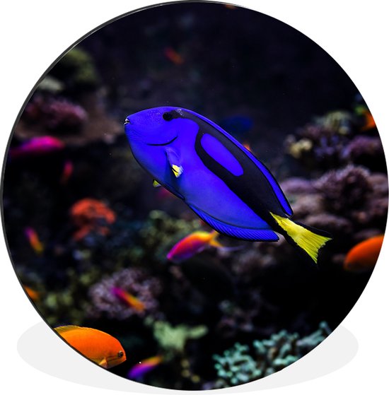 Un poisson chirurgien Picasso dans un aquarium