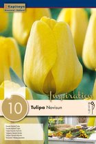 3 zakjes tulpenbollen - Tulipa 'Novi Sun' - gele tulpen - 30 bollen