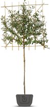 Olijfwilg als leiboom | Elaeagnus ebbingei | Stamomtrek: 5-7 cm | Stamhoogte: 150 cm | Rek: 120 cm