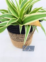 Chlorophytum Graslelie in het mooie mandje van Bela Arte (hoog 15cms Ø 13cms)  Een schitterende combi! Deze kamerplant is luchtzuiverend en prachtig in ieder interieur of slaapkamer Tijdelijk