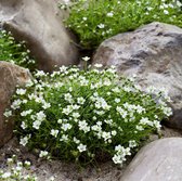 100 x Sagina subulata - Vetmuur in 9x9cm pot met hoogte 5-10cm