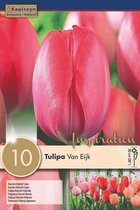 3 zakjes tulpenbollen - Tulipa 'Van Eijk' -  rood, roze tulpen - 30 bollen