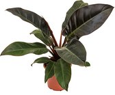 Plantenwinkel Philodendron imperial red XS kamerplant