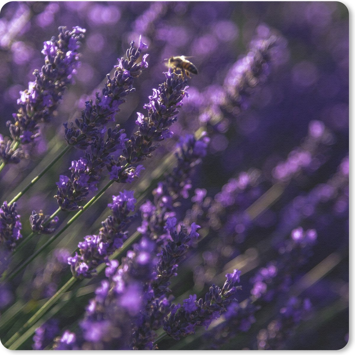 Muismat 30x30 cm - Mousepad Close-up van lavendel met bij - Muismatten