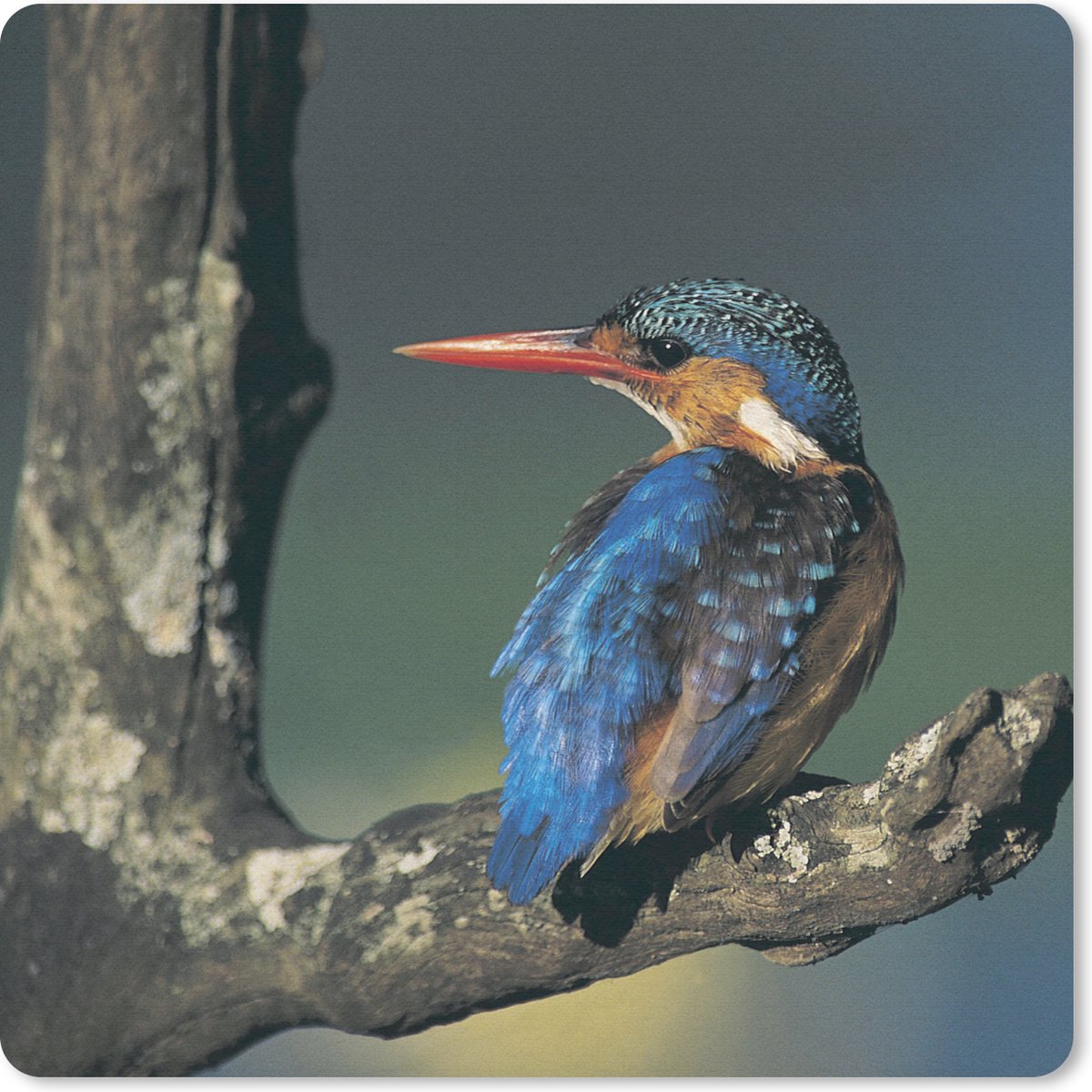 Muismat 30x30 cm - Mousepad IJsvogel - Dier - Kleurrijk - Muismatten