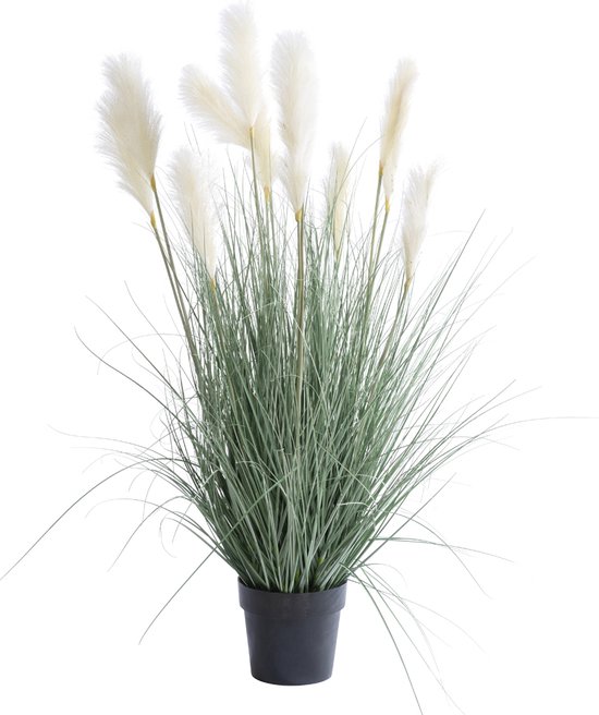 Grasplant met witte pluimen in zwarte basispot | bol.com