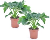 Plant in a Box - Philodendron Atom - Set de 2 plantes d'intérieur - Pot ⌀12 cm - Hauteur ↕ 30-40cm
