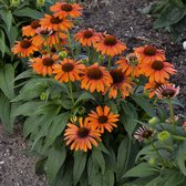 Echinacea 'Sunseekers™ Orange' - Rode zonnehoed - Pot Ø 9 cm (0,7 liter)