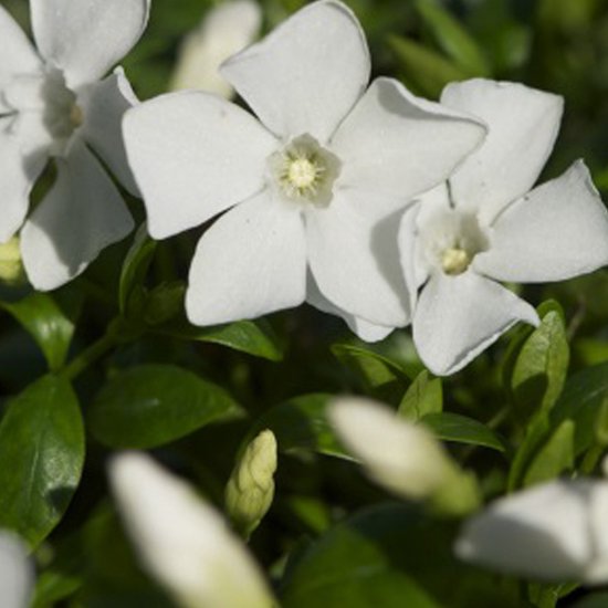24 x Vinca Minor 'Gertrude Jekyll' - Maagdenpalm - Pot 9x9 cm: Witte bloemen, wintergroen - Arborix