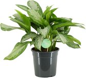 FloriaFor - Aglaonema Silverbay - - ↨ 60cm - ⌀ 24cm