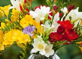 25 Freesia enkel bloemig gemengd - 25 stuks mix