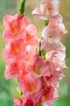 Gladiool Roze 50 stuks - Zwaardlelie - Gladiolus