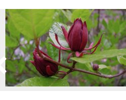 Calycanthus Floridus - Specerijstruik - Meloenboompje in pot 40-60 cm