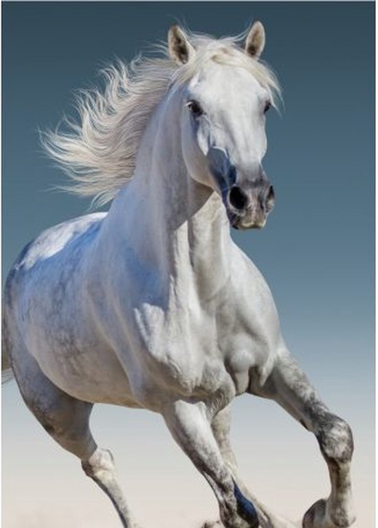 Paarden plaid - 100 x 140 cm. - 100% polyester - Paard fleece deken